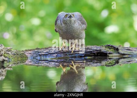 Sparrowhawk eurasiatico, Accipiter nisus, adulto singolo che beve nella piscina forestale, Hortobagy, Ungheria, 1° maggio 2024 Foto Stock