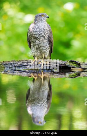 Sparrowhawk eurasiatico, Accipiter nisus, adulto singolo che beve nella piscina forestale, Hortobagy, Ungheria, 1° maggio 2024 Foto Stock