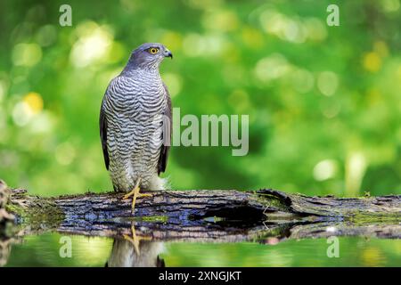 Sparrowhawk eurasiatico, Accipiter nisus, adulto singolo che beve nella piscina forestale, Hortobagy, Ungheria, 1° maggio 2024 Foto Stock