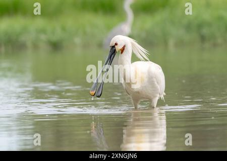 Eurasian Spoonbill, Platalea leucorodia, singolo adulto pescante in acque poco profonde, Hortobagy, Ungheria, 3 maggio 2024 Foto Stock