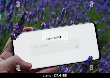 Smartphone con pagina SearchGPT vista tenere in mano e piante di lavanda sullo sfondo. Stafford, Regno Unito, 31 luglio 2024 Foto Stock