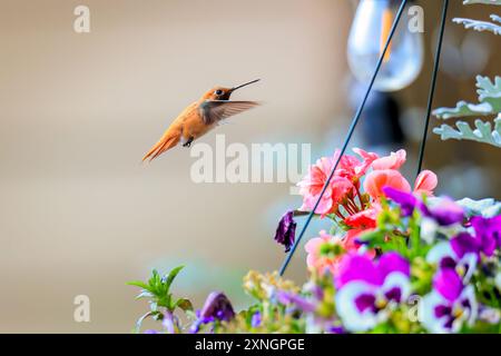 Rufous Hummingbird (Selasphorus rufus) in Colorado Foto Stock