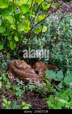 Issaquah, Washington, Stati Uniti. Il cervo dalla coda nera si è rannicchiato nel sottobosco di una foresta. Foto Stock