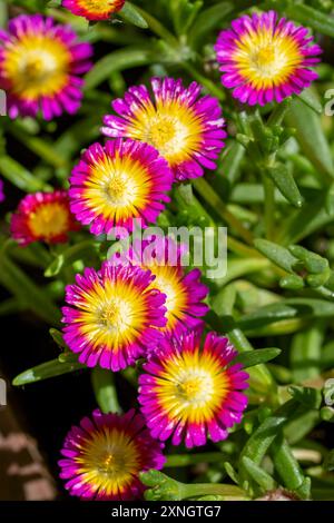 Issaquah, Washington, Stati Uniti. Impianto di ghiaccio, Delosperma nubigenum Hot Pink Wonder Foto Stock