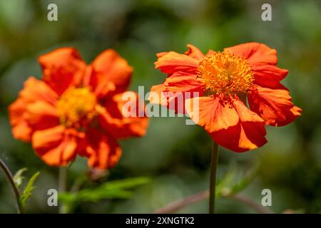 Issaquah, Washington, Stati Uniti. Fiore di Scarlet Avens Foto Stock