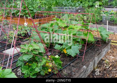 Issaquah, Washington, Stati Uniti. Squash che cresce su un traliccio in un letto rialzato in un giardino della comunità Foto Stock