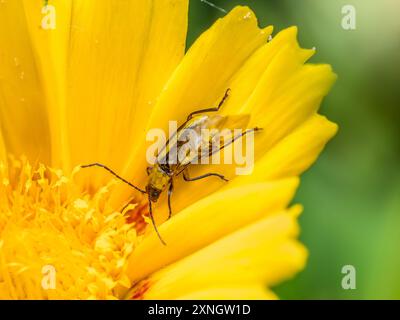 Primo piano di barbabietola da rootworm di mais occidentale seduta su un fiore giallo Foto Stock