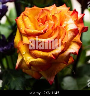 Rosa arancione su un colpo macro ravvicinato Foto Stock
