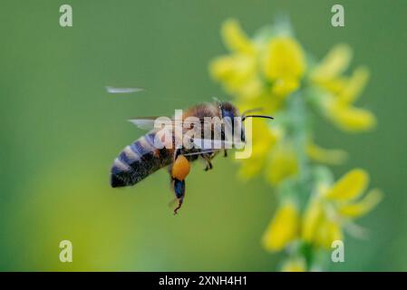 Honey Bee with Pollen Baskets on Hind Legs Pass by Tall Melilot Flower in Flight in Salisbury Plain Foto Stock