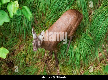 Il cervo muschiato siberiano (Moschus moschiferus) che cammina nell'estremo est della russia Foto Stock