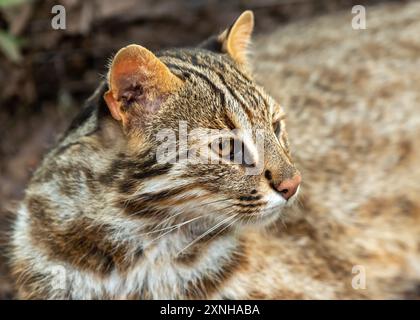 Il gatto leopardo Amur (Prionailurus bengalensis euptilura) che vive nella foresta russa, Estremo Oriente. Foto Stock