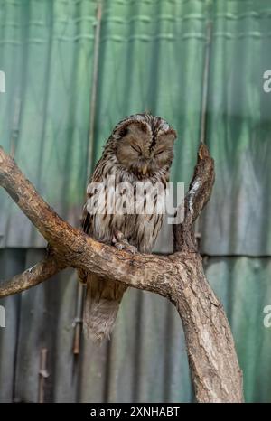 Gufo di Urale (Strix uralensis) uccello che dorme da solo Foto Stock