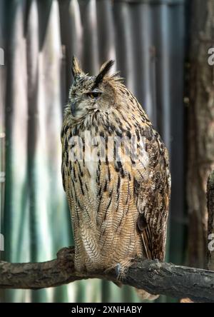 Il gufo eurasiatico (bubo bubo), chiamato anche Uhu e gufo aquila Foto Stock