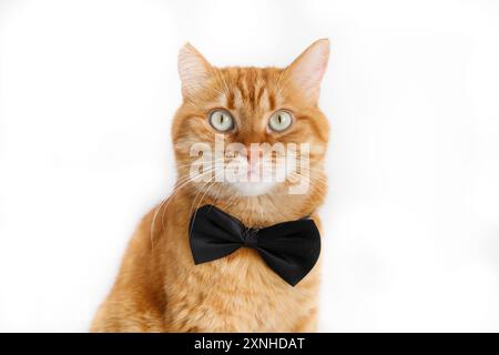 Simpatico gatto allo zenzero in un ritratto ravvicinato con il papillon Foto Stock