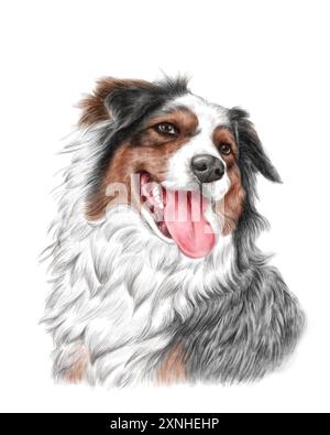 Un disegno dettagliato e realistico di un cane da pastore australiano merle blu felice. È la lingua che si rilassa, allegra e rilassata con il suo espresso luminoso Foto Stock