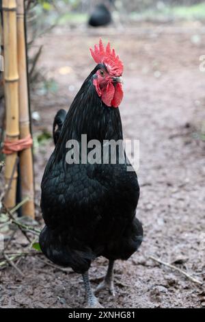 un bellissimo gallo nero con un pettine rosso che si muove liberamente in un'aia Foto Stock