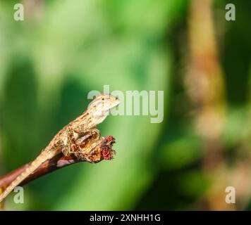 Camaleonte o calotes versicolor, piccoli animali carini Foto Stock