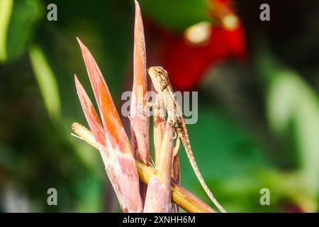 Camaleonte o calotes versicolor, piccoli animali carini Foto Stock