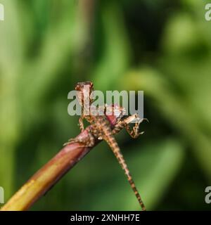 Camaleonte o calotes versicolor, piccoli animali carini Foto Stock