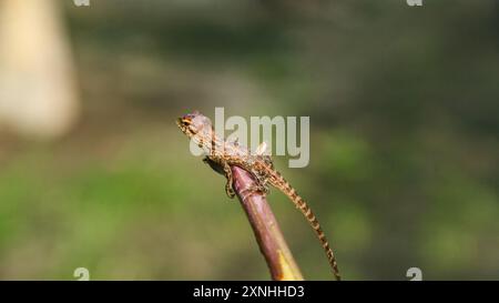 Camaleonte o calotes versicolor, piccoli animali carini Foto Stock