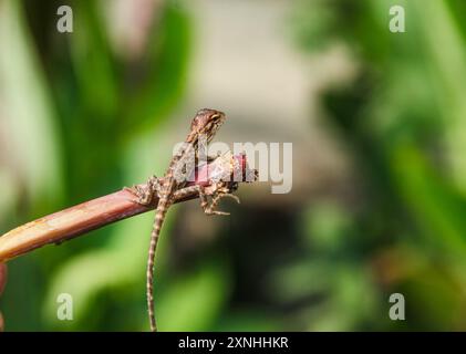 Camaleonte o calotes versicolor, piccoli animali carini Foto Stock