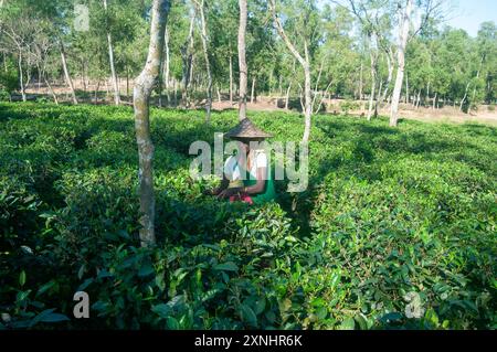 Tè tradizionale consumato presso il Bangladesh Tea Estate in mezzo al verde panoramico di Sylhet Foto Stock