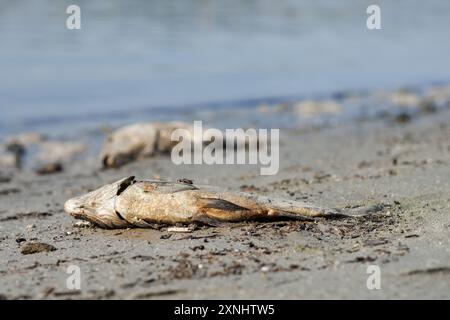 I cambiamenti climatici causano una siccità estrema nel bacino di Beniarrs, portando la morte a causa della mancanza di ossigeno, in Spagna Foto Stock