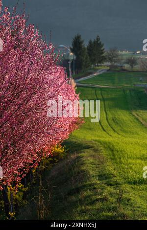 Berkenye, Ungheria - prugne selvatiche rosa in fiore e erba verde al tramonto presso il villaggio di Berkenye in un pomeriggio di primavera soleggiato Foto Stock