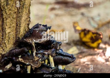 Fungo selvatico sul tronco dell'albero vista ravvicinata Foto Stock