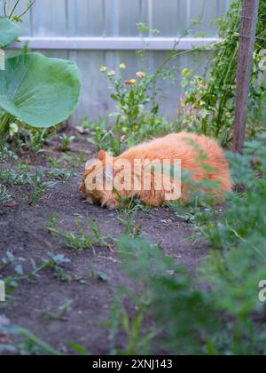 Un gatto di zenzero randagio che dorme sul terreno in un giardino Foto Stock