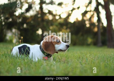 Il cucciolo di Beagle giace sull'erba al tramonto. È così carino Foto Stock