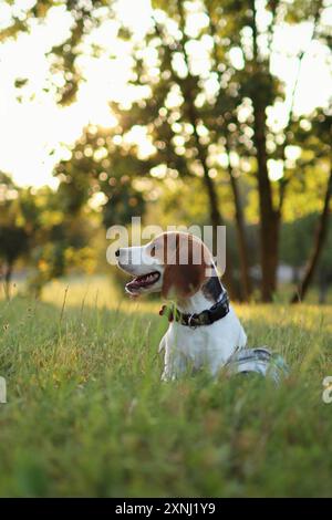 Il cucciolo di Beagle giace nel parco al tramonto. Foto Stock