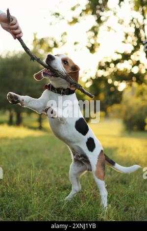 Il cucciolo di Beagle sta giocando con il bastone. È nel parco al tramonto Foto Stock