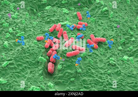 Terapia con anticorpi monoclonali in Pseudomonas aeruginosa - visualizzazione isometrica illustrazione 3d. Foto Stock