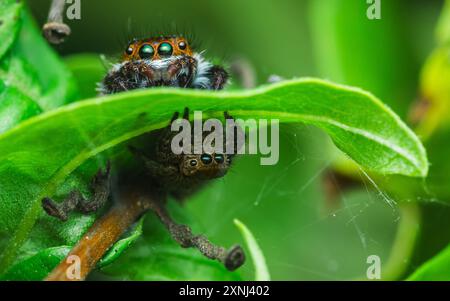 Primo piano un po' di Jumping Spider su una foglia verde, colorato ragno di salto. Foto Stock