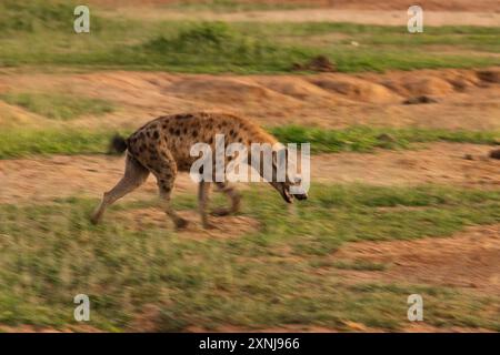 Una iena avvistata in movimento al crepuscolo nel Parco Nazionale dello Zambesi inferiore, in Zambia. Foto Stock