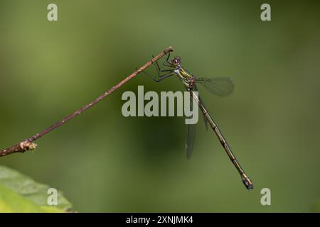 Weidenjungfer, Gemeine Weidenjungfer, Westliche Weidenjungfer, Große Binsenjungfer, Weibchen, Chalcolestes viridis, Lestes viridis, Willow Emerald Dam Foto Stock