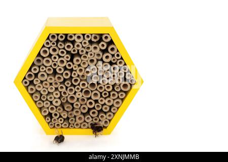 Bee House per la conservazione e la protezione con api mellifere su bianco. Riparo ecologico forma esagonale in legno con bambù. Foto Stock