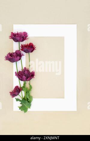 Cornice di sfondo di fiori di papavero viola orientali su carta di canapa. Design floreale estivo per biglietti d'auguri, menu, invito. Foto Stock