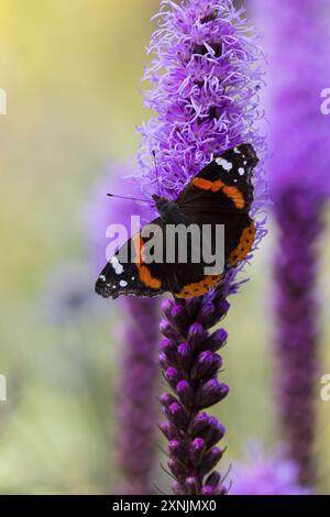 Ammiraglio, Blütenbesuch an Prachtscharte Liatris spicata), Hedera Helix, Vanessa atalanta, Pyrameis atalanta, ammiraglio rosso, le Vulcain Foto Stock