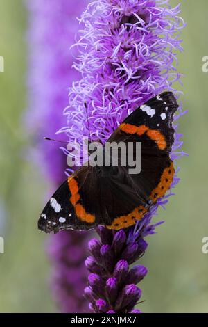 Ammiraglio, Blütenbesuch an Prachtscharte Liatris spicata), Hedera Helix, Vanessa atalanta, Pyrameis atalanta, ammiraglio rosso, le Vulcain Foto Stock