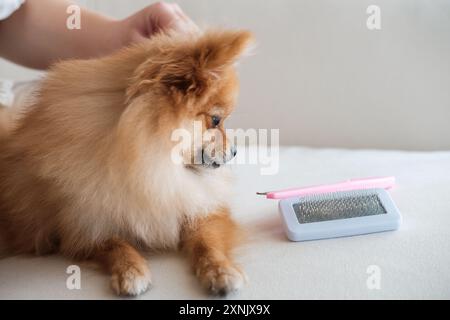 Uno Spitz della Pomerania si trova sul divano accanto a un pettine per pettinarne la pelliccia. Allergia Foto Stock