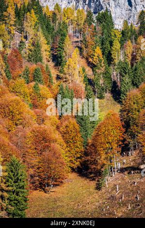 Val Pesarina immersa in atmosfere autunnali. Tra boschi e le antiche stalle di Orias. Foto Stock