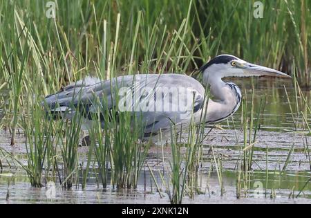 PURFLEET, Regno Unito, LUGLIO 30: Grey Heron in water presso RSPB Rainham Marshes Nature Reserve, Purfleet, Essex - 30 luglio 2024. Foto Stock