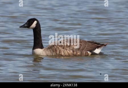 PURFLEET, Regno Unito, LUGLIO 30: Canada Goose in water presso RSPB Rainham Marshes Nature Reserve, Purfleet, Essex - 31 luglio 2024. Foto Stock