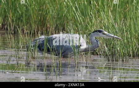 PURFLEET, Regno Unito, LUGLIO 30: Grey Heron in water presso RSPB Rainham Marshes Nature Reserve, Purfleet, Essex - 30 luglio 2024. Foto Stock