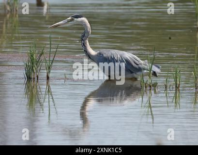 PURFLEET, Regno Unito, LUGLIO 30: Grey Heron in water presso RSPB Rainham Marshes Nature Reserve, Purfleet, Essex - 30 luglio 2024. Foto Stock