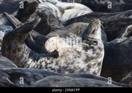 Singole foche grigie che si estendono tra i corpi di molte persone affollate sulla spiaggia per muta, Norfolk. Horsey Gap, Regno Unito, maggio, Halichoerus grypus Foto Stock