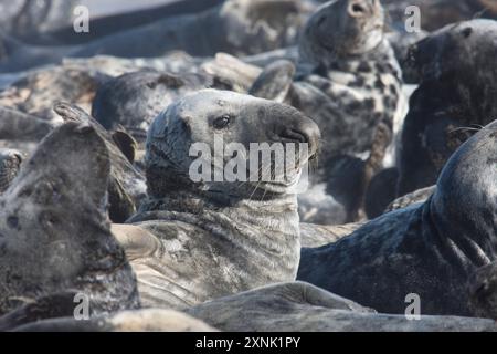 Foche grigie, Halichoerus grypus, molte affollate sulla spiaggia per la muta, Norfolk. Horsey Gap, Regno Unito, maggio Foto Stock