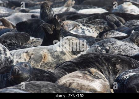 Una foca grigia che dorme tra i corpi di un baccello affollato sulla spiaggia di Horsey Gap, Norfolk, Regno Unito, maggio Foto Stock